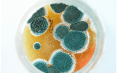 Jak se zbavit vlhkosti ve zdi