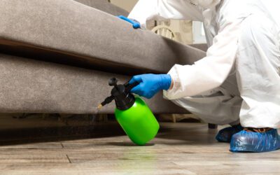 Jak se zbavit molů v bytě