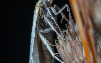 Jak se zbavit šatních molů