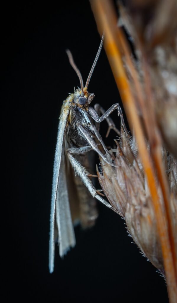 jak se zbavit potravinových molů, jak vypadá mol