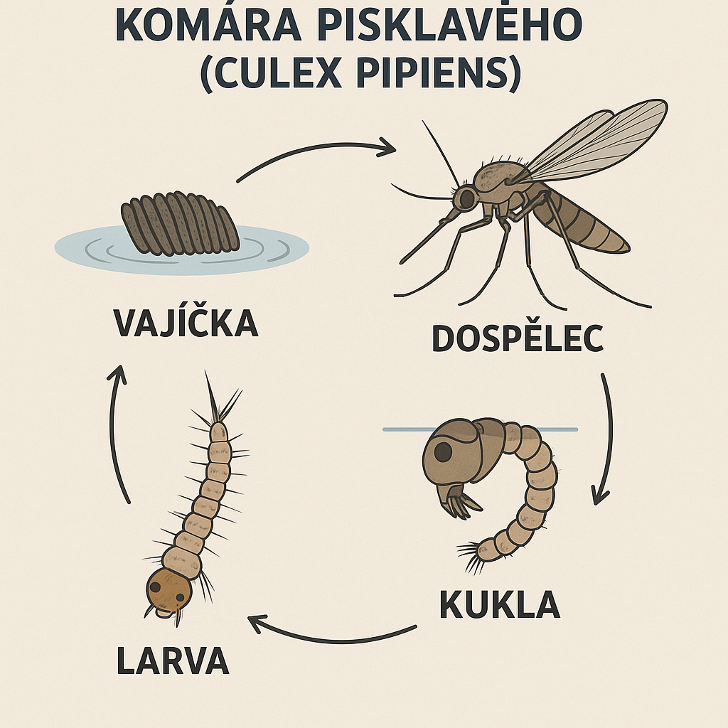 komár pisklavý