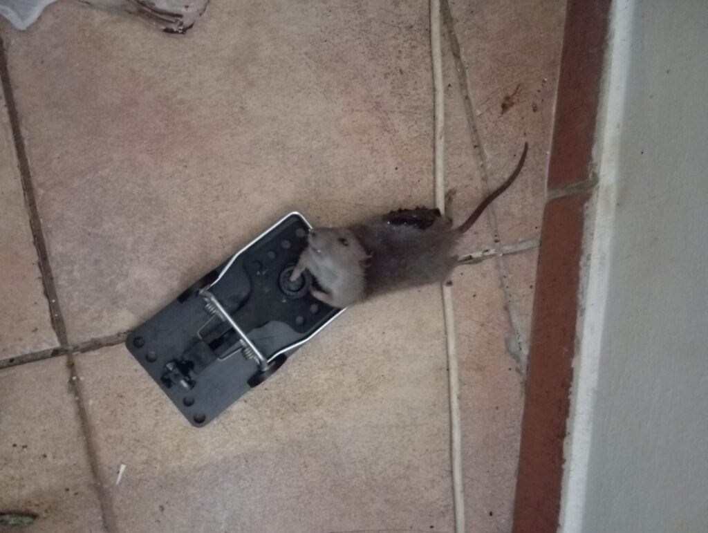 Potkan chycený do sklapovací pasti v domě, jak se zbavit potkana, jak vyhubit potkany