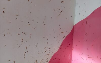 Štěnice po deratizaci