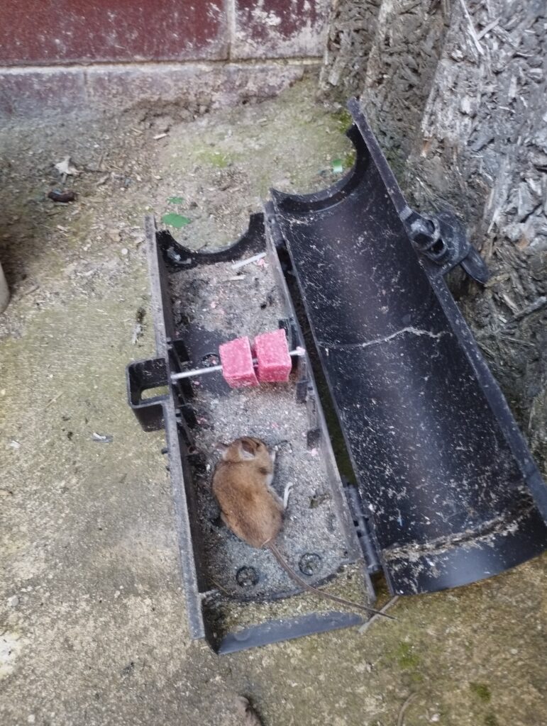 deratizace myší cena, myši doma, jak odpudit myši, jak odpudit mysi