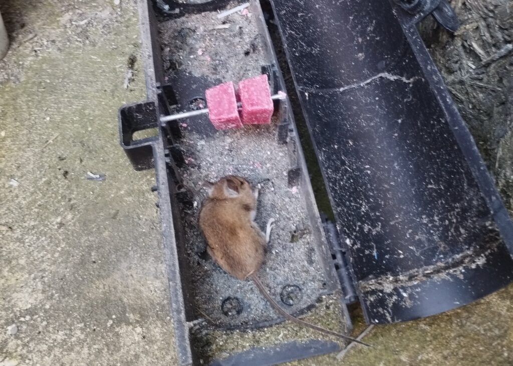 jak vyhubit krysy, co pomáhá proti myším, proti myším