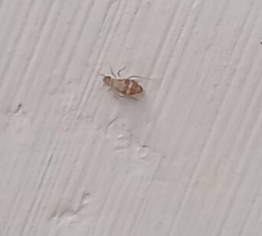 pisivka, pisivka likvidace, pisivky likvidace