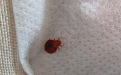 Jak se zbavit štěnic v bytě