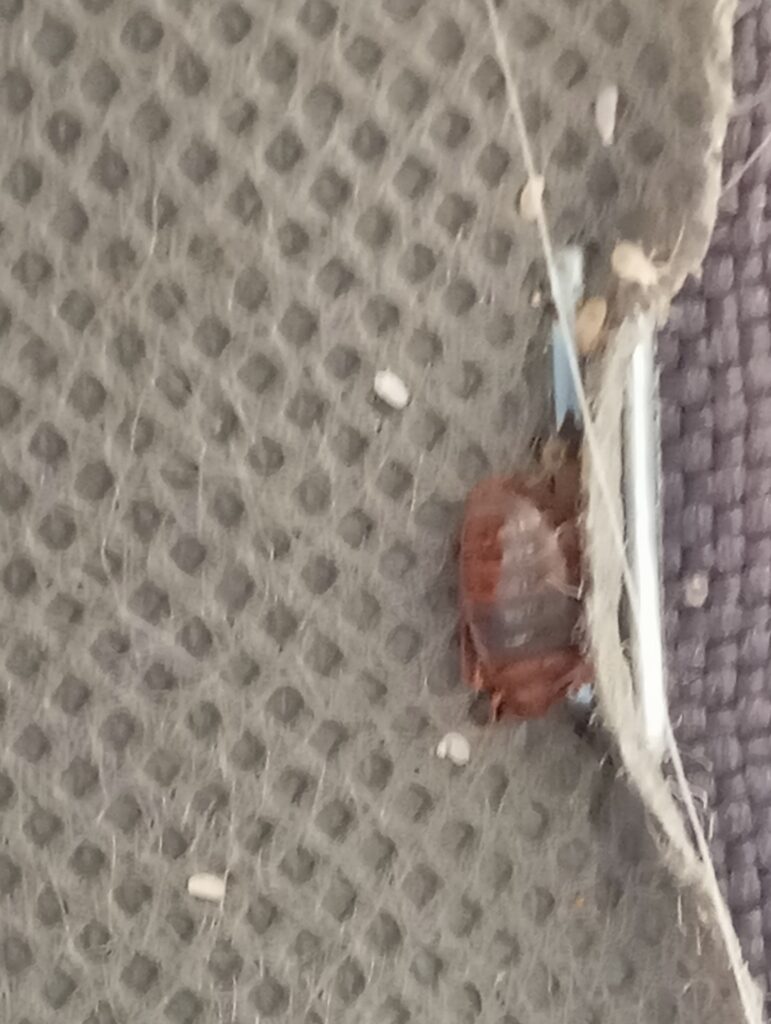 pokousání od štěnice, likvidace štěnic cena, likvidace stenic, štěnice domácí likvidace, stenice likvidace, jak zlikvidovat štěnice