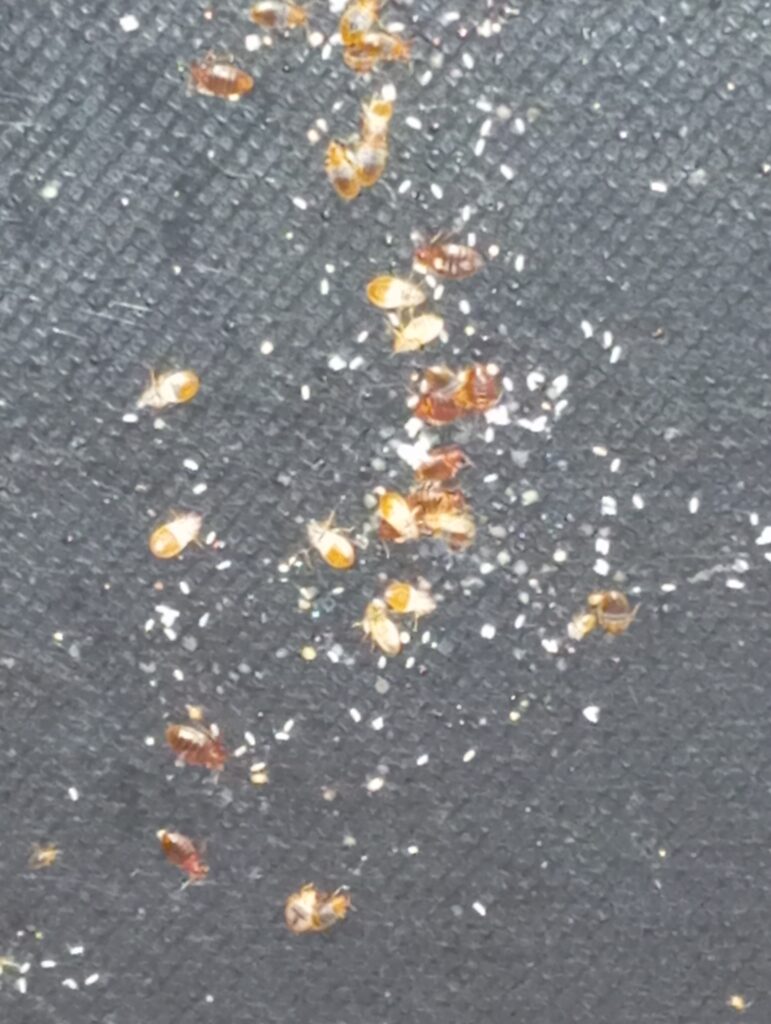 štěnice, larvy stenic