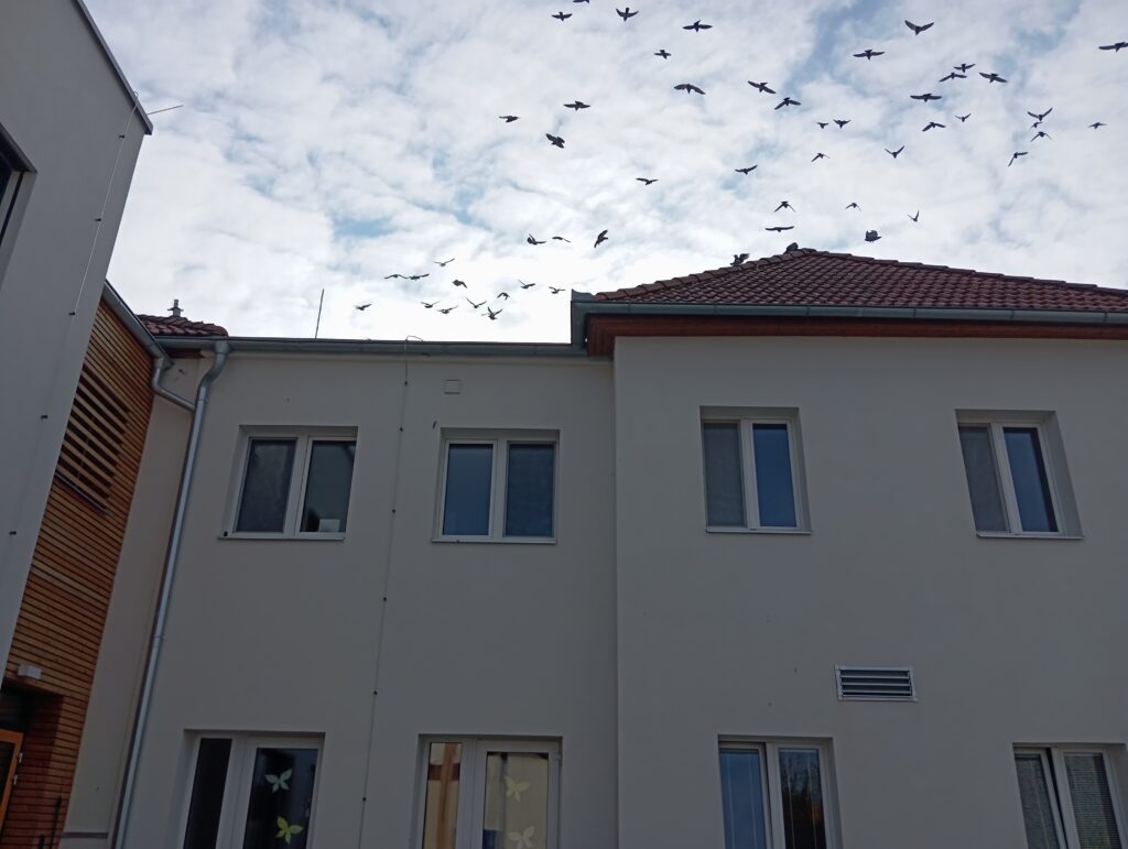 Deratizace a dezinsekce Olomouc, hroty proti vlaštovkám, zábrany proti vlaštovkám, hroty proti holubům montáž