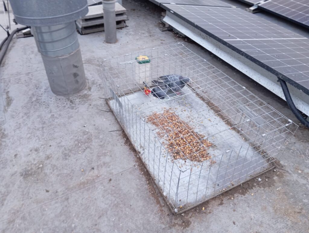 ochranné hroty proti holubům