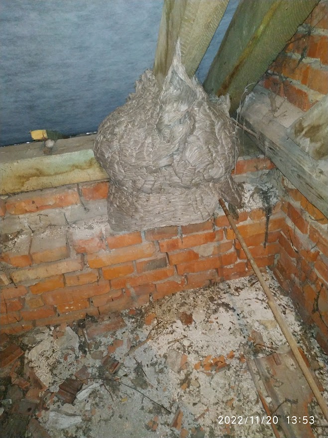 Velké sršní hnízdo na půdě rodinného domu před likvidací, sršni ve střeše, sršeň hubení