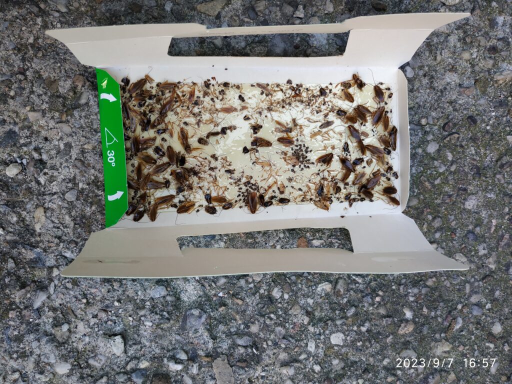 deratizace Hranice, likvidace švábů