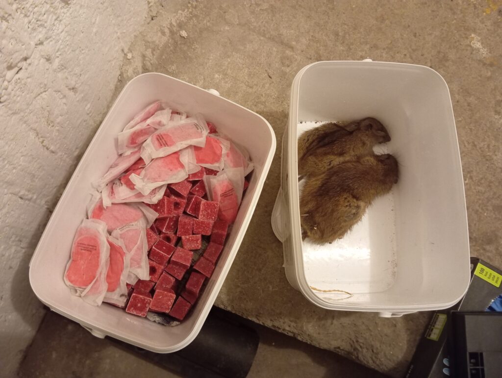 co nesnáší potkani, jak zlikvidovat potkany