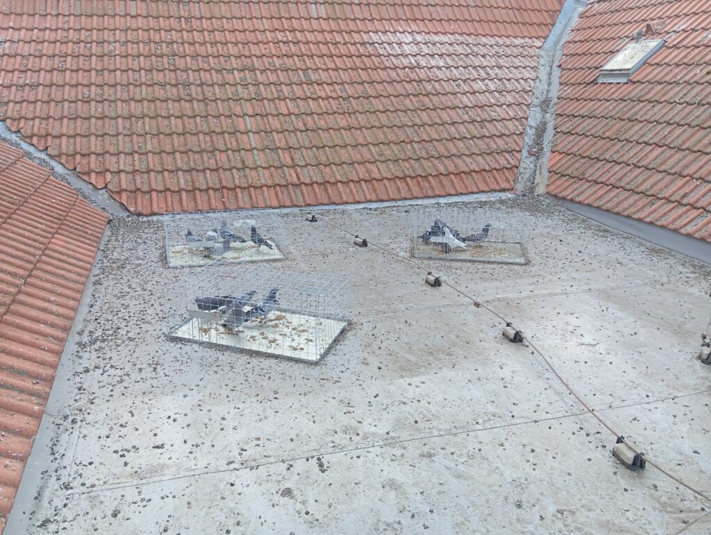 holubi, ochrana parapetů proti holubům, zábrany proti ptactvu, zábrany proti ptákům