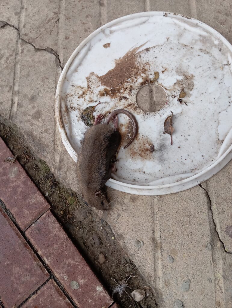 potkan, potkan v bytě