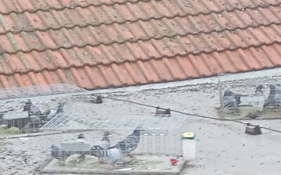 Jak se zbavit holubů na střeše