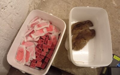 Nejlepší past na potkany