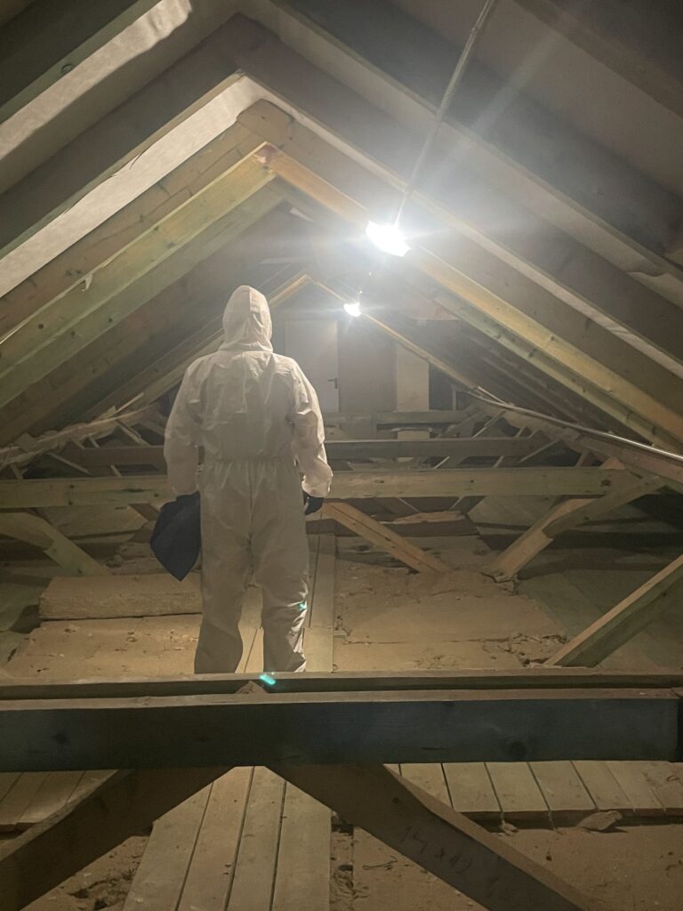 cena deratizace, jak se zbavit myší na půdě