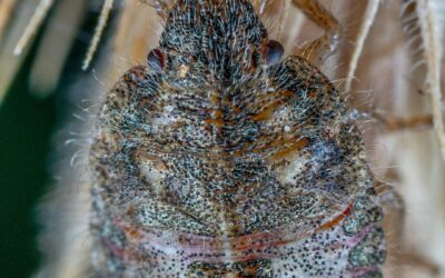 Jak probíhá deratizace štěnic