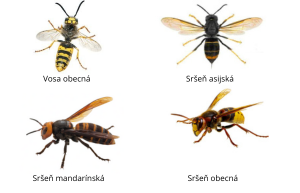 Vosa sršeň rozdíl