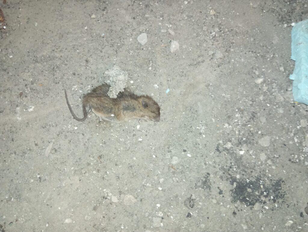 deratizace ostrava cena, ochrana proti myším