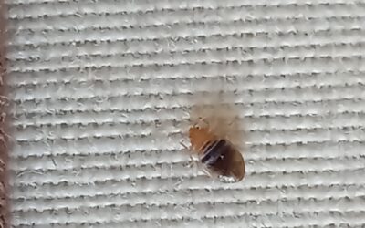 Jak velká je štěnice