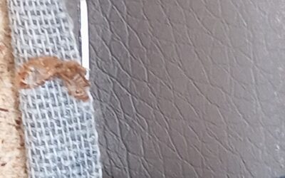 Přípravek na štěnice