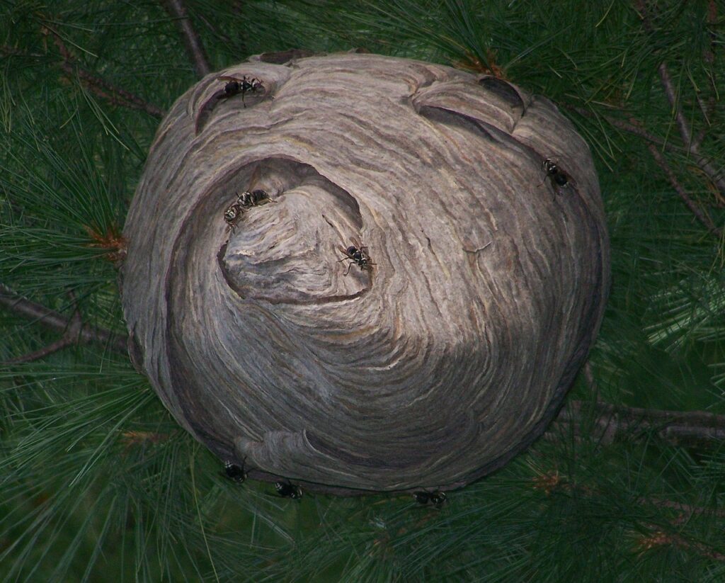 jak zničit sršní hnízdo, hubení sršňů