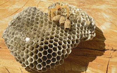 Velká černá včela