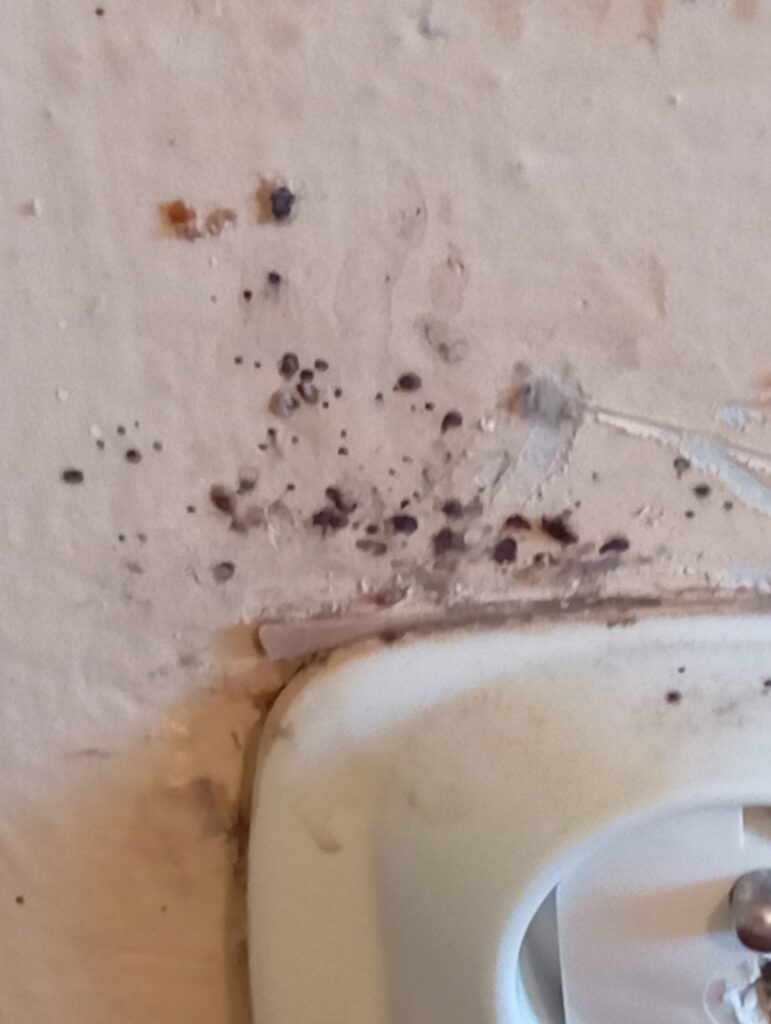 likvidace štěnic brno, štěnice velikost