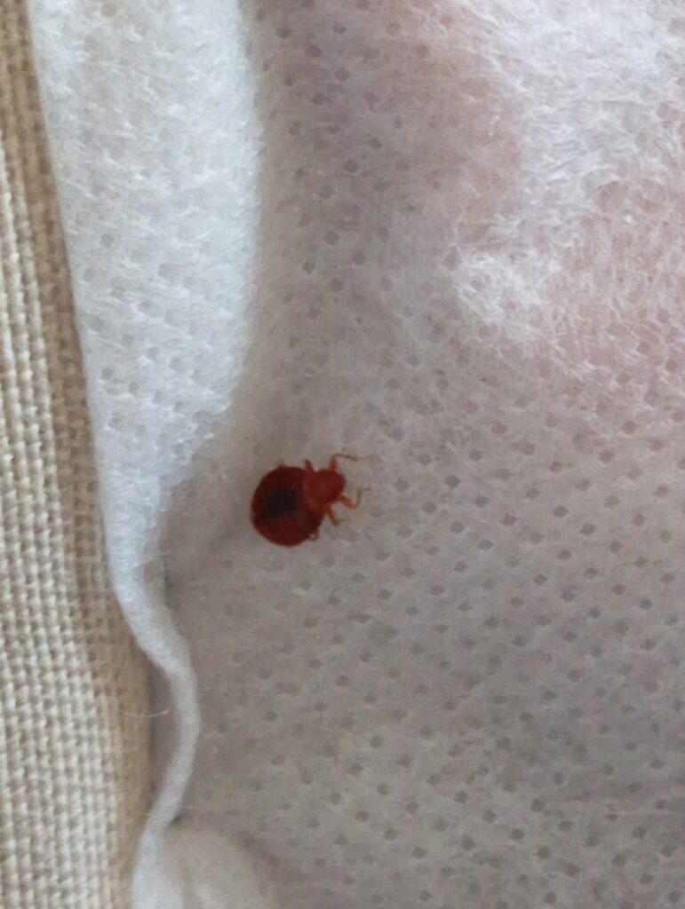 štěnice brno, štěnice velikost, pasti na štěnice, štěnice v bytě, štěnice trus, dezinsekce štěnice, velikost štěnice, stenice v posteli, štěnice v posteli, štěnice postelní