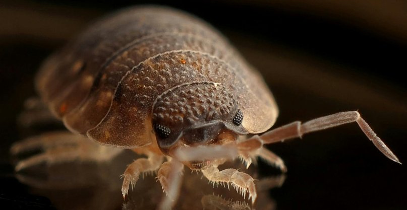 štěnice svlečky, hmyz v domácnosti druhy, plostice v byte, ploštice v byte