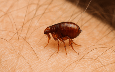 Jak se pozná kousnutí blechy