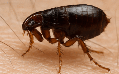 Jak vypadá štípanec od blechy