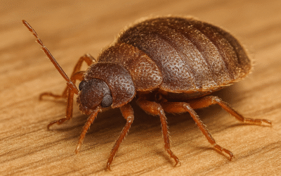 Jak vypadá štěnice