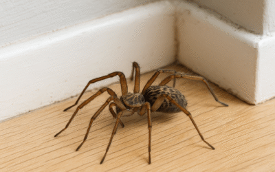 Co odpuzuje pavouky