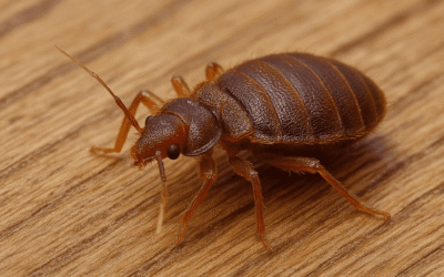 Jak vypadá štěnice