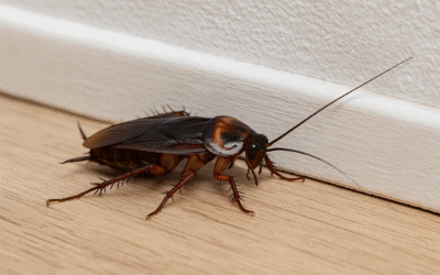 Škůdci v domácnosti