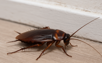 Hmyz v domácnosti obrázky