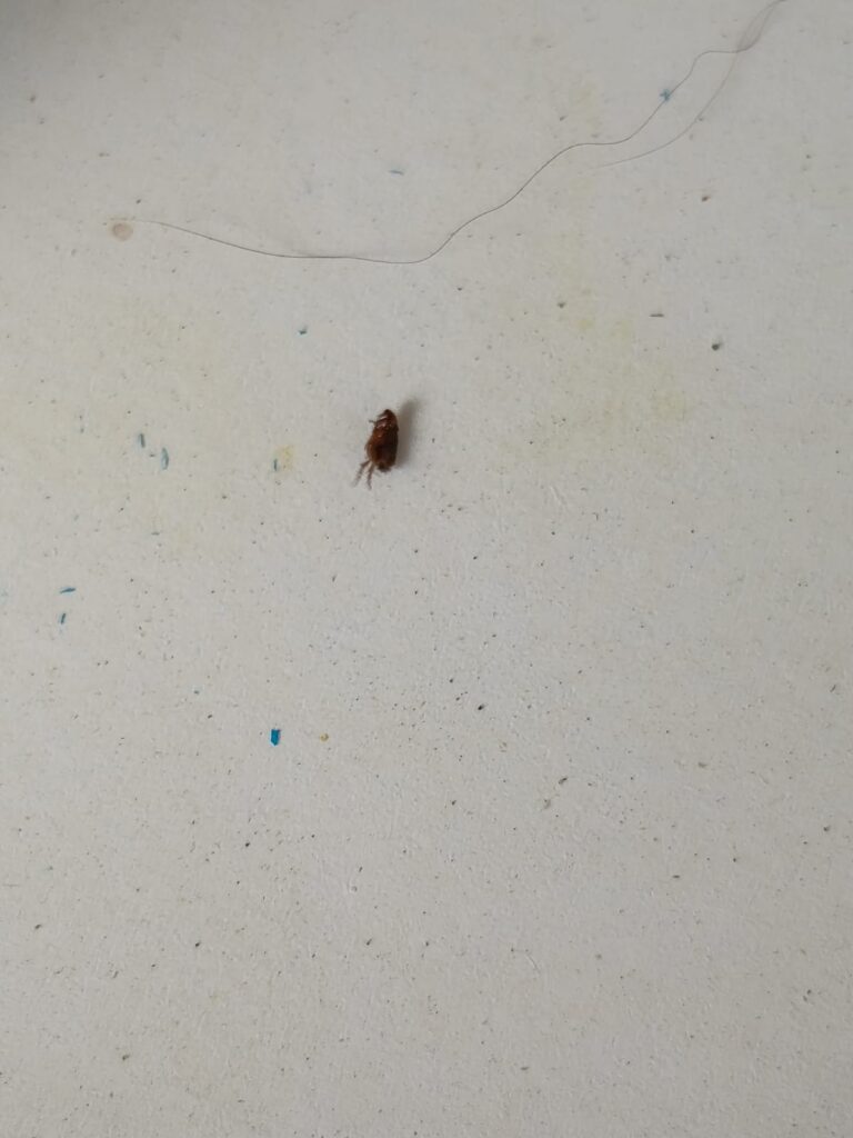 jak se zbavit blechy u člověka