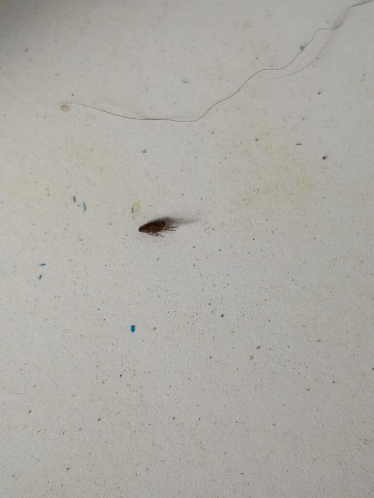 jak se zbavit blechy u člověka, co na blechy v bytě, psí blechy