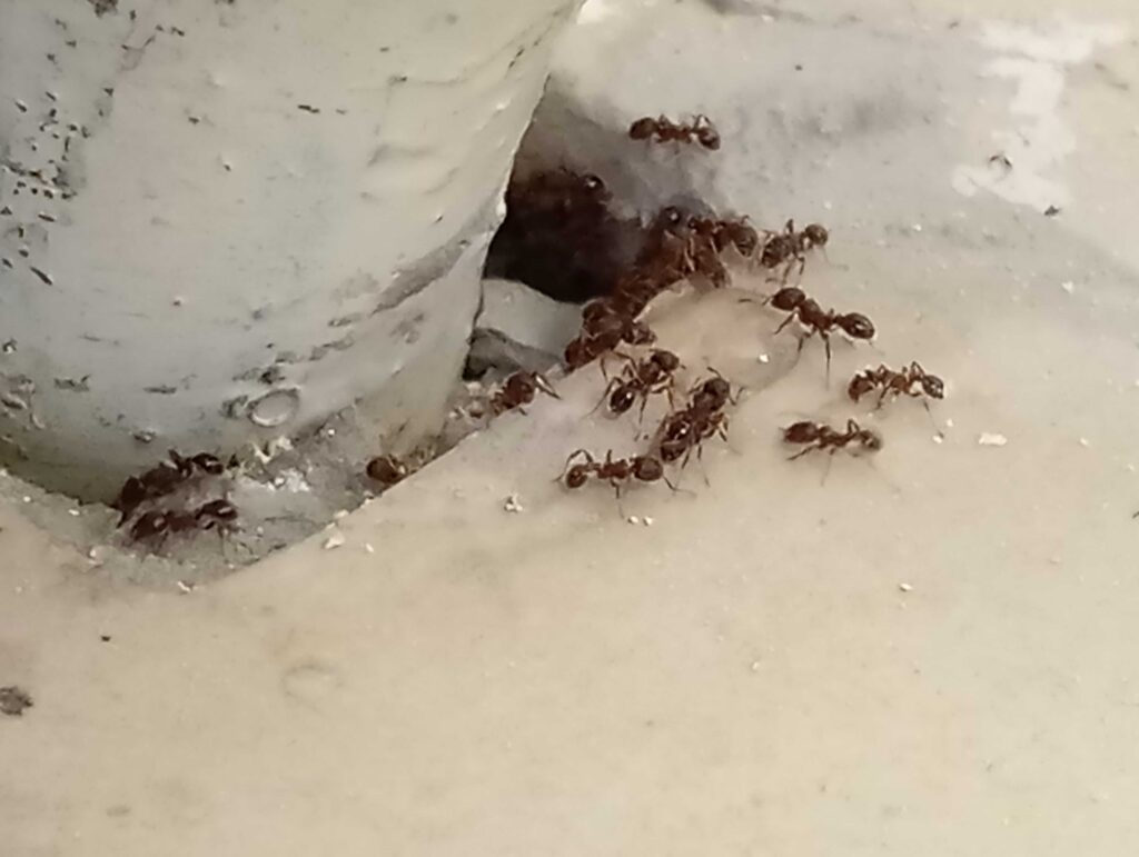 kousnuti od mravence, jak vypadá kousnutí od mravence