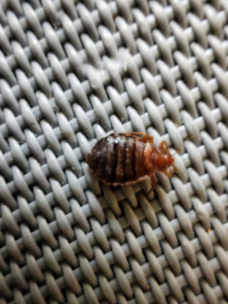 deratizace štěnice, štípanec štěnice, poštípání od štěnic,trus štěnice, pokousani stenice, štěnice foto, jak poznat štěnice, jak je velká štěnice