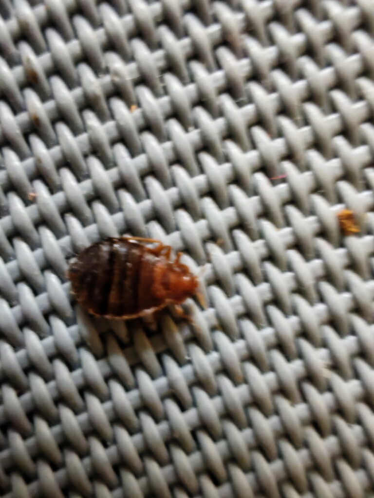 kousnutí štěnice, larvy stenic, štěnice postelová kousnutí štěnice, štípance štěnice