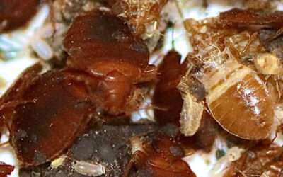 Štěnice kousnutí od blechy