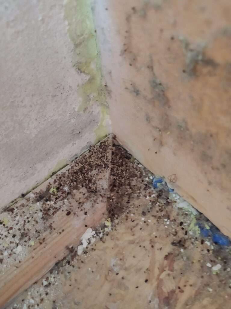 deratizace Bruntál, dezinsekce Rožnov pod Radhoštěm