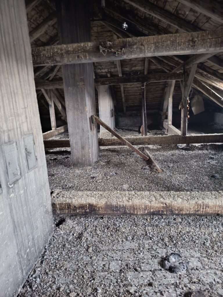 Půdní prostor silně zasažený holubím trusem a peřím po dlouhodobém výskytu holubů, holubí trus čištění