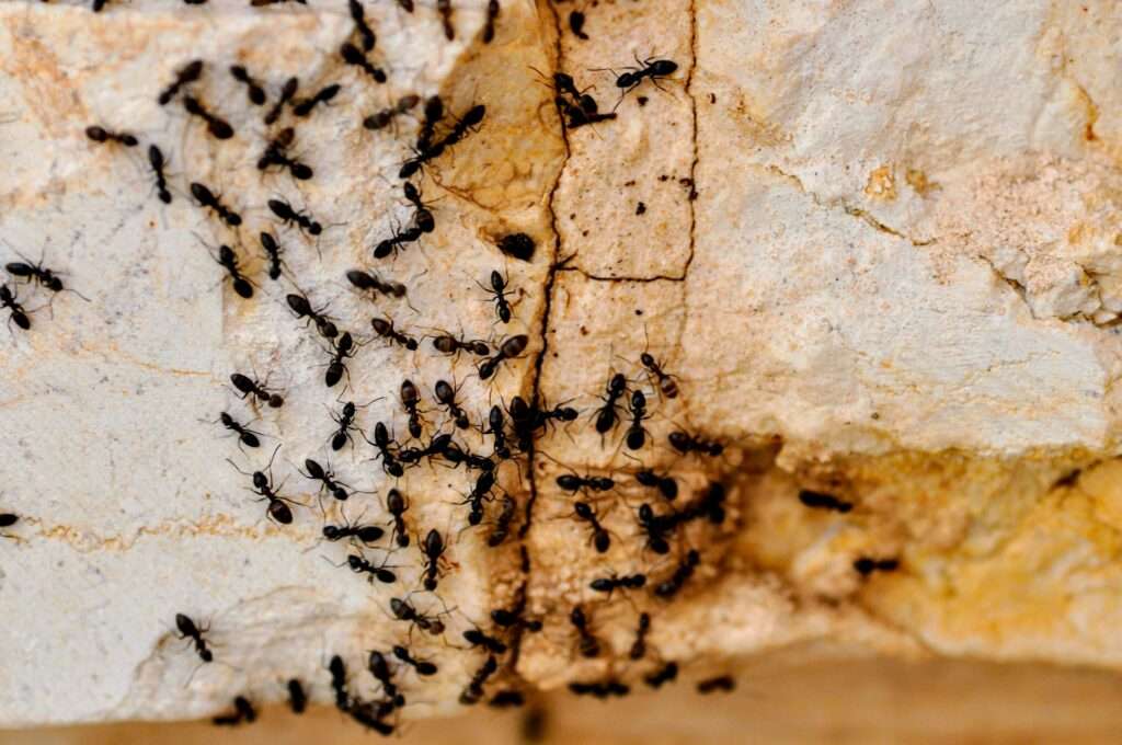hubení mravenců Žďár nad Sázavou, hubení mravenců Šumperk