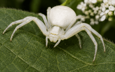 Bílý pavouk doma